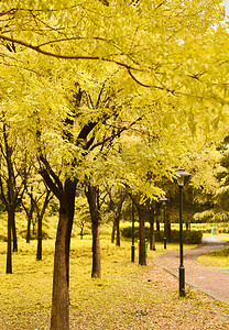 秋天的风景   金色的树叶 十月 落叶