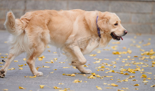 世界动物界宠物狗金毛犬金毛寻回犬摄影图