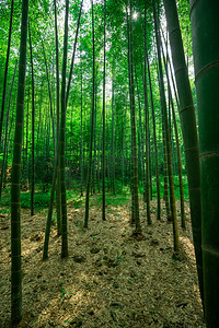 南山竹海竹林摄影图
