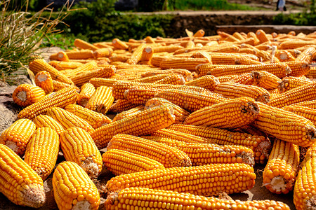 秋季户外小溪边晾晒的丰收玉米
