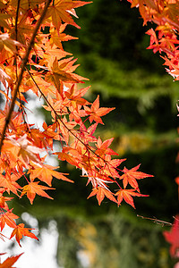 秋季枫叶树叶摄影图
