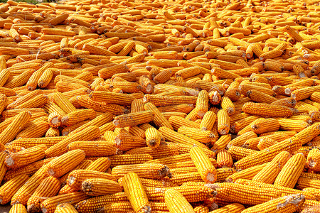 晾晒玉米摄影照片_秋季阳光下地面晾晒丰收的玉米风景