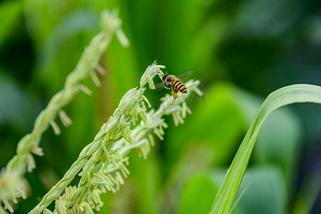 玉米花粉蜜蜂授粉摄影图