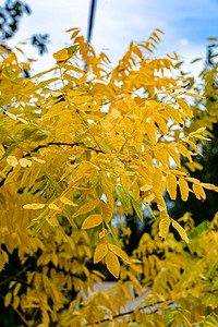 深秋户外树叶变黄摄影图