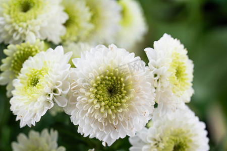 重阳节白色菊花摄影图