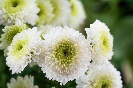 白色菊花