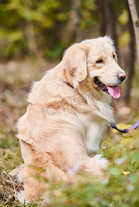 世界动物界宠物狗金毛犬金毛寻回犬摄影图