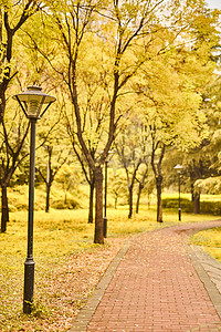 秋天的风景   金色的树叶 十月 树林
