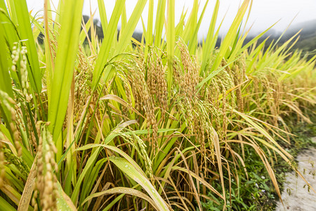 高山水稻摄影图