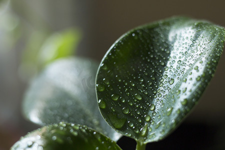 白露时节摄影照片_寒露节气花植上水珠特写摄影图