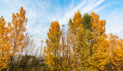 黄杨树摄影照片_秋季黄树叶树木摄影图