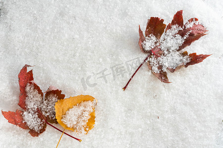 雪地树叶落叶摄影图