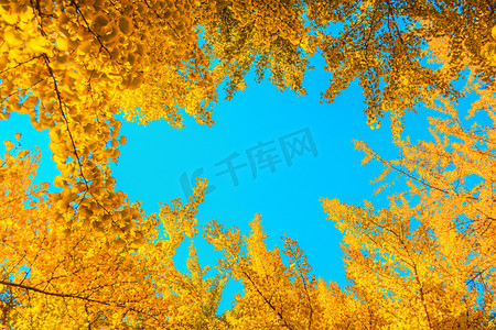 秋日风景银杏树林上天空摄影图