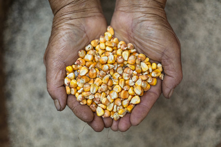 农民粮食玉米摄影图