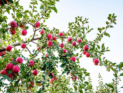 红苹果果树树枝摄影图