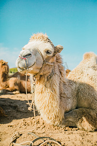 骆驼摄影摄影照片_草原上骆驼摄影图
