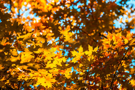 秋天叶子摄影照片_秋天树上黄叶摄影图