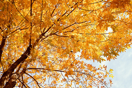 秋天黄色树叶仰拍摄影图
