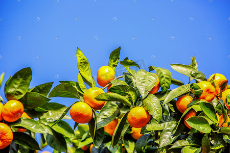 柑橘树枝叶片摄影图