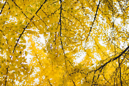 秋天树叶银杏立秋摄影图