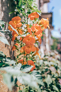 仿真绿植装饰摄影照片_夏天花儿绿植