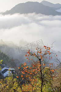 霜降吃柿子摄影照片_云海柿子和山峰摄影图