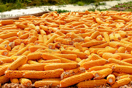 秋季农作物玉米丰收景象