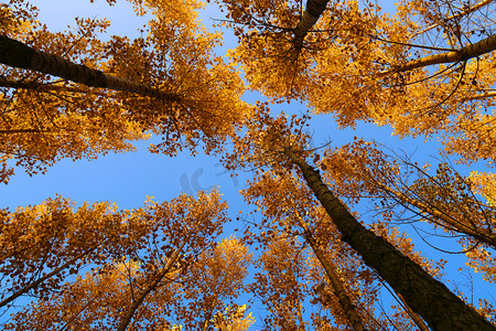 秋季秋天黄色杨树仰拍摄影图