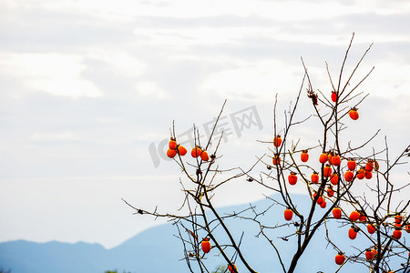 柿子树枝摄影照片_柿子树枝和山峰的照片