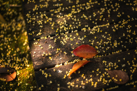 红叶摄影照片_秋天飘落地上的叶子和桂花摄影图