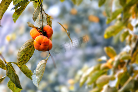 秋天树枝树枝摄影照片_柿子树叶和树枝摄影图