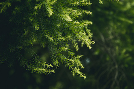 嫩绿枝叶摄影图
