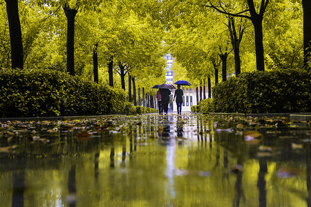 秋天雨中树木倒影摄影图