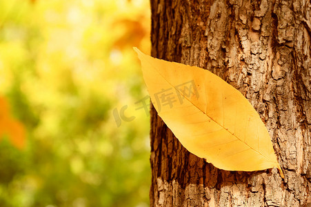 天空摄影照片_秋天树上金黄色落叶摄影图