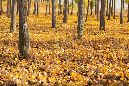 杨树林里满地落叶摄影图