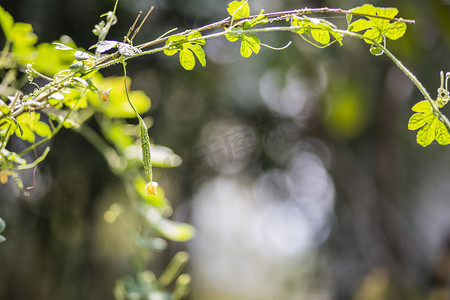 苦瓜植物绿叶摄影图