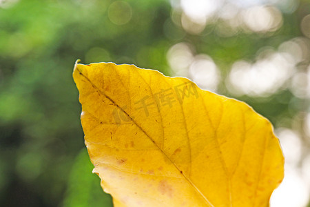 秋天落叶黄叶摄影图