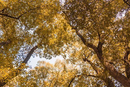 秋天公园仰视树枝屏障摄影图
