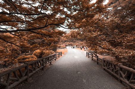 秋天日本摄影照片_秋天小路树木摄影图