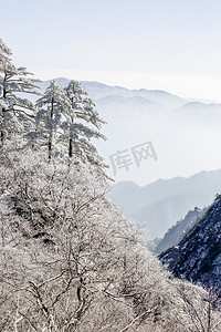 松树白雪和雾凇摄影图