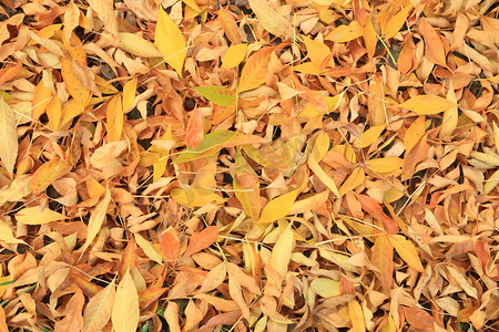 秋天金黄色落叶摄影图