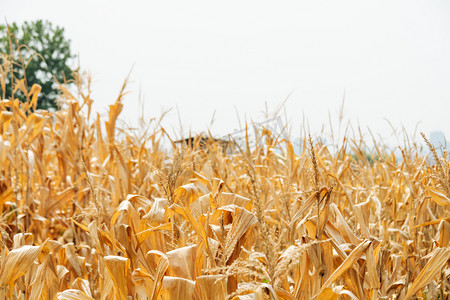 秋天玉米秸秆枯黄叶子摄影图