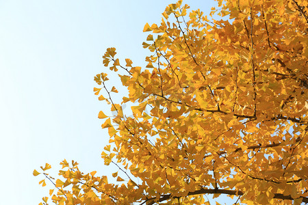 秋叶摄影照片_银杏树和天空景摄影图