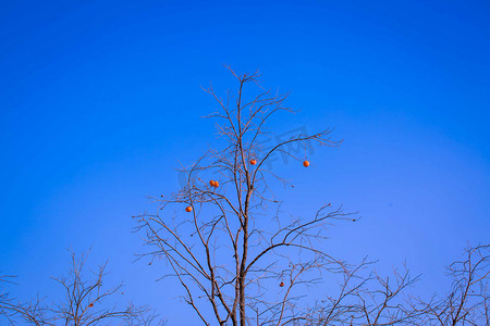 蓝天下柿子树摄影图