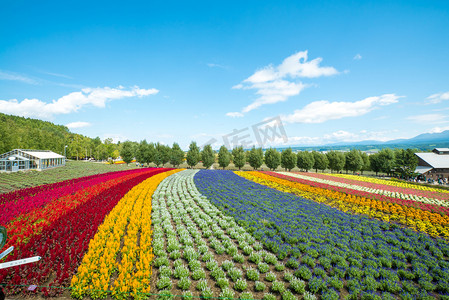 花海摄影照片_北海道富良野农场花海摄影图