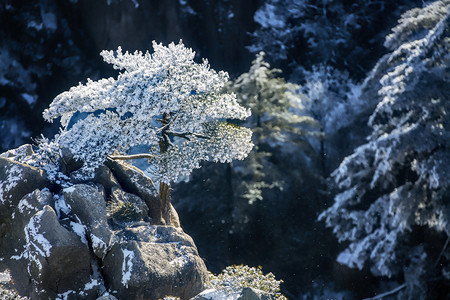 松树岩石和白雪摄影图