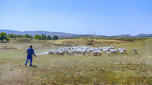 内蒙古羊群放牧摄影图
