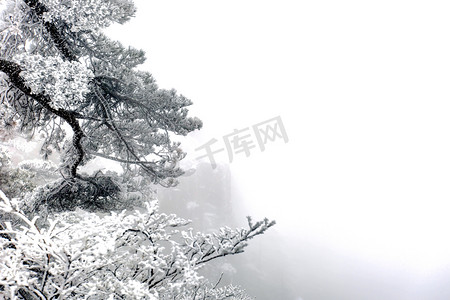 冬天雪中松树摄影图