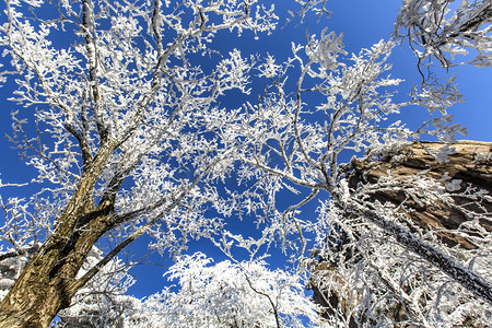 蓝天树木和雪摄影图