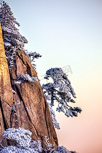 冬季山峰雪和松树摄影图